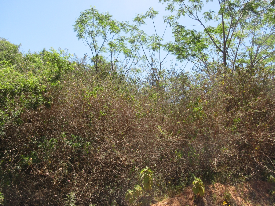 0 Bedroom Property for Sale in Bathurst Eastern Cape